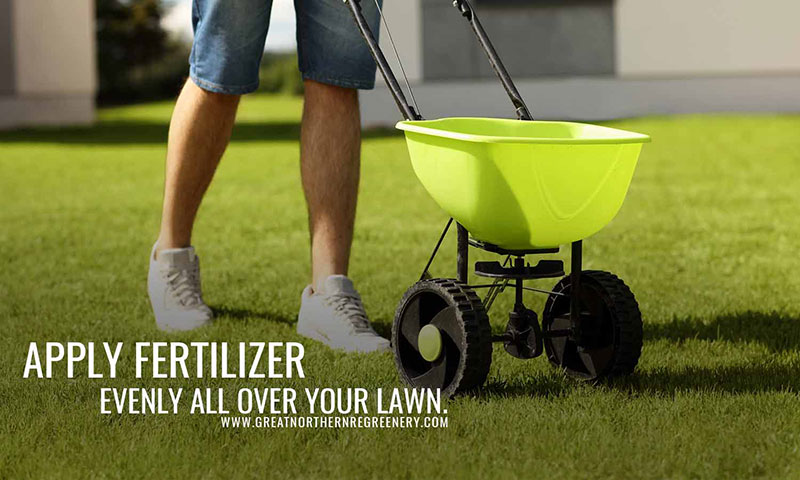 Apply fertilizer evenly all over your lawn.