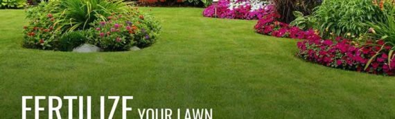 The Best Fertilizer for Your Lawn: Which Type Is Right for You?