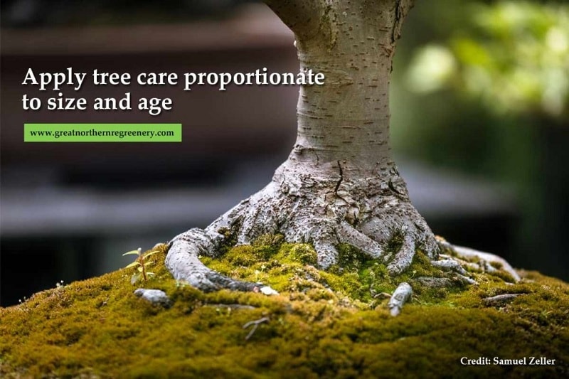 Apply tree care proportionate to size and age
