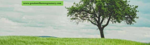 Tree Maintenance 101: Fertilizing and Aerating Your Trees