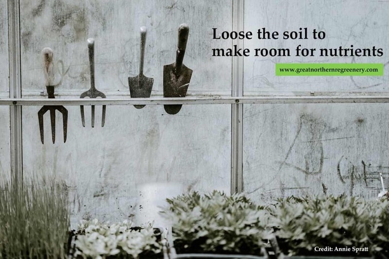 Loose the soil to make room for nutrients