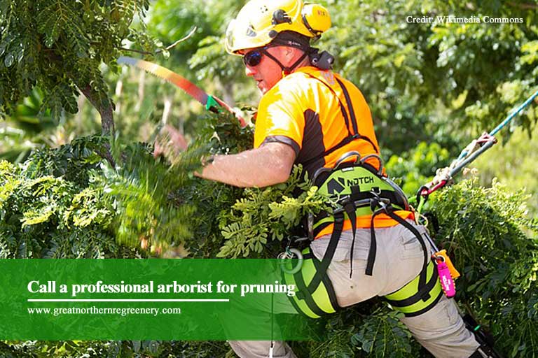 Call a professional arborist for pruning