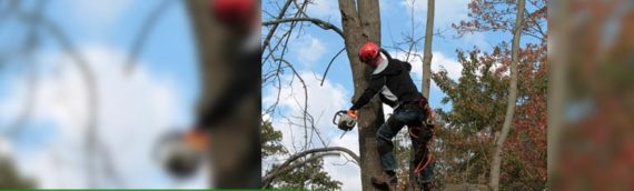 Tree Maintenance 101: Pruning Your Trees