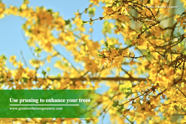 Use pruning to enhance your trees