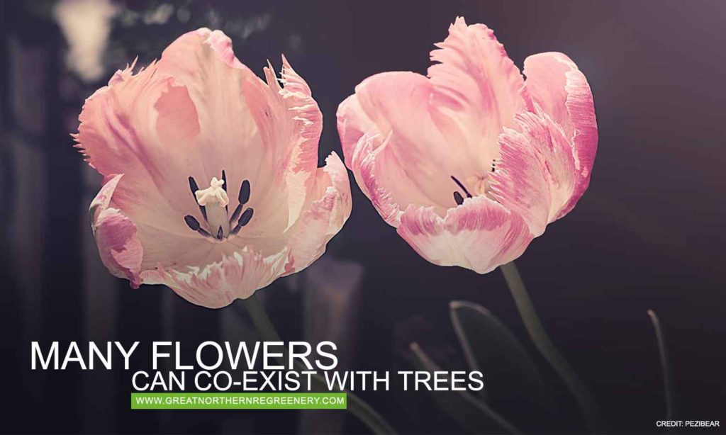 Many flowers can co-exist with trees