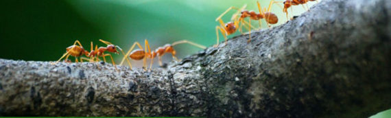 Signs You May Have Tree Insects