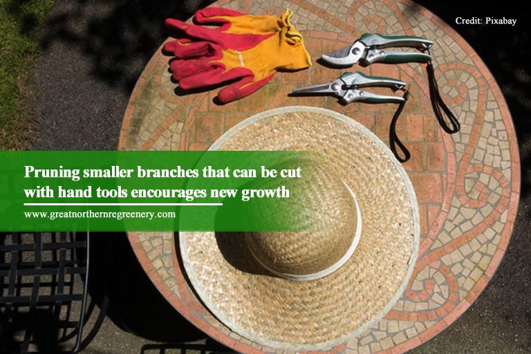 Pruning smaller branches that can be cut with hand tools encourages new growth