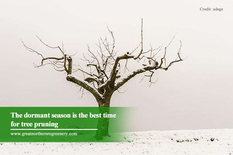 The dormant season is the best time for tree pruning