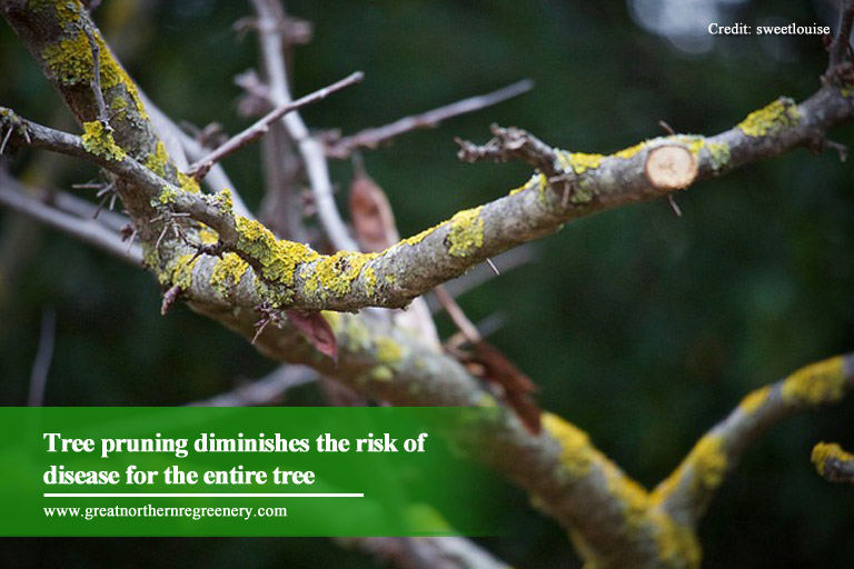 Tree pruning diminishes the risk of disease for the entire tree