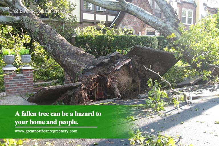 A fallen tree can be a hazard to your home and people.