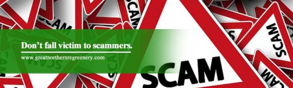How Not To Be A Victim Of A Tree Service Scam