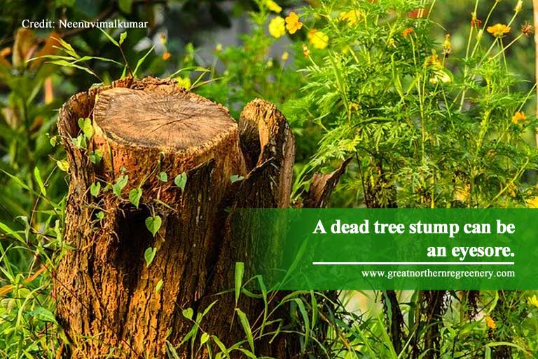 A dead tree stump can be an eyesore.