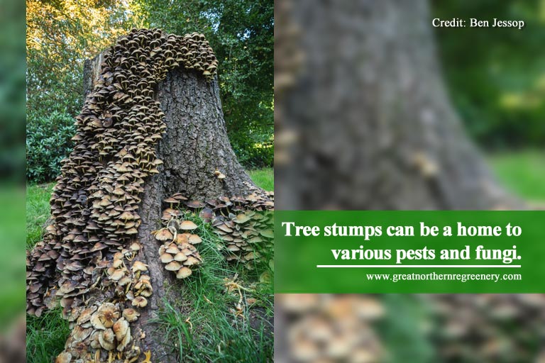 Tree stumps can be a home to various pests and fungi.