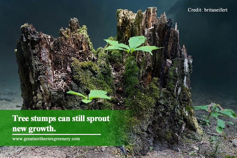 Tree stumps can still sprout new growth.