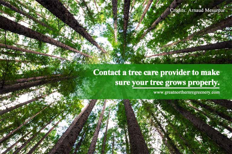 Contact a tree care provider to make sure your tree grows properly.