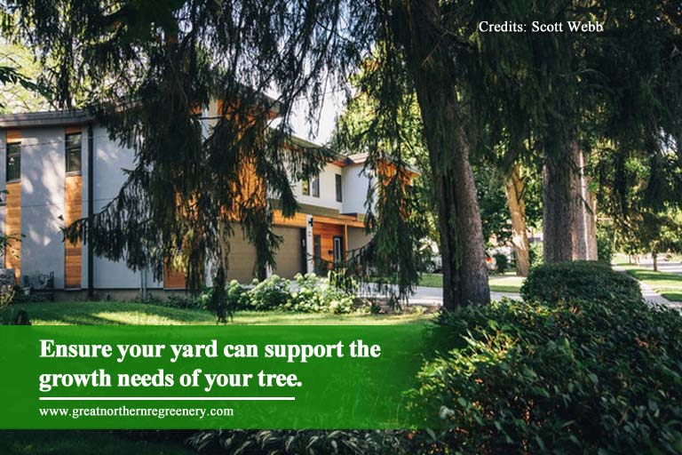 Ensure your yard can support the growth needs of your tree.