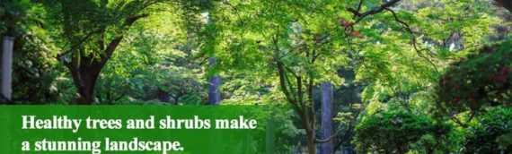 How To Keep Your Trees and Shrubs Disease-Free