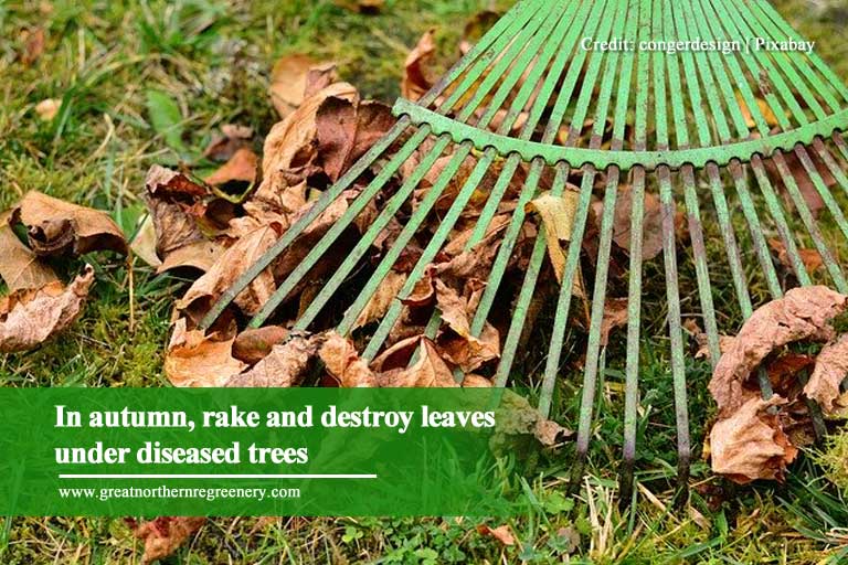 In autumn, rake and destroy leaves under diseased trees