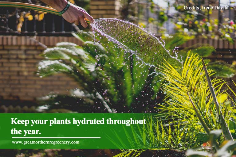 Keep your plants hydrated throughout the year.