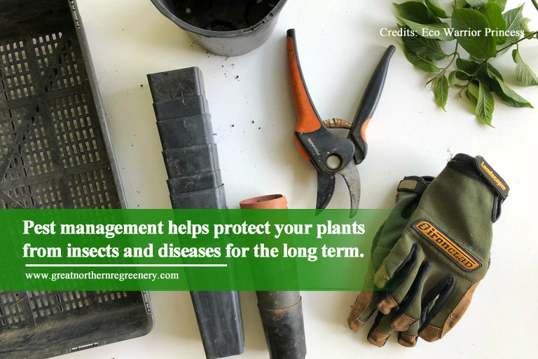 Pest management helps protect your plants from insects and diseases for the long term.