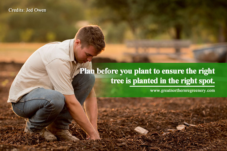 Plan before you plant to ensure the right tree is planted in the right spot.
