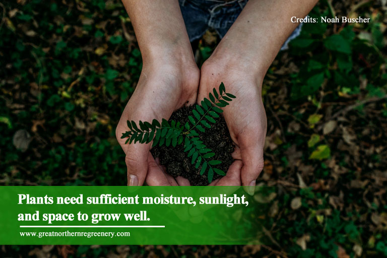 Plants need sufficient moisture, sunlight, and space to grow well.