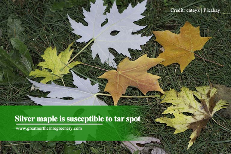 Silver maple is susceptible to tar spot