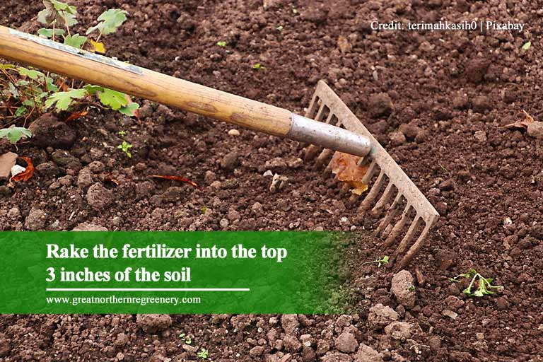 Rake the fertilizer into the top 3 inches of the soil