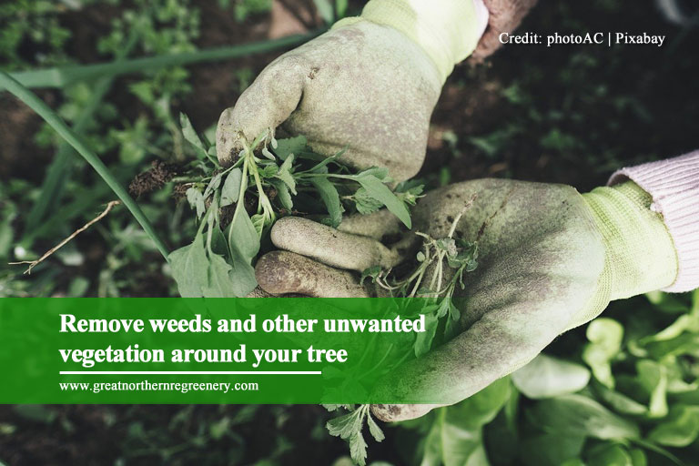Remove weeds and other unwanted vegetation around your tree