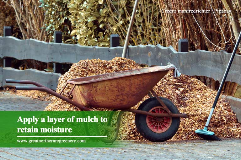 Apply a layer of mulch to retain moisture