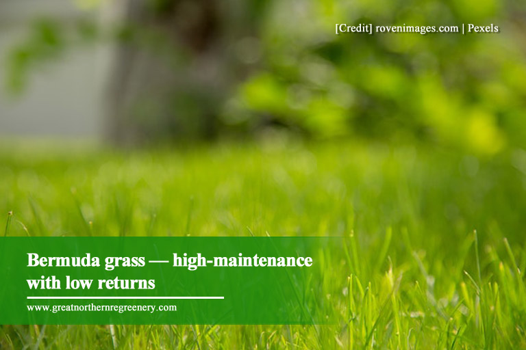 Bermuda grass — high-maintenance with low returns