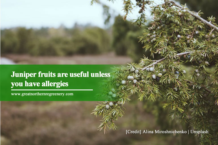 Juniper fruits are useful unless you have allergies