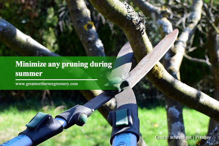 Minimize any pruning during summer