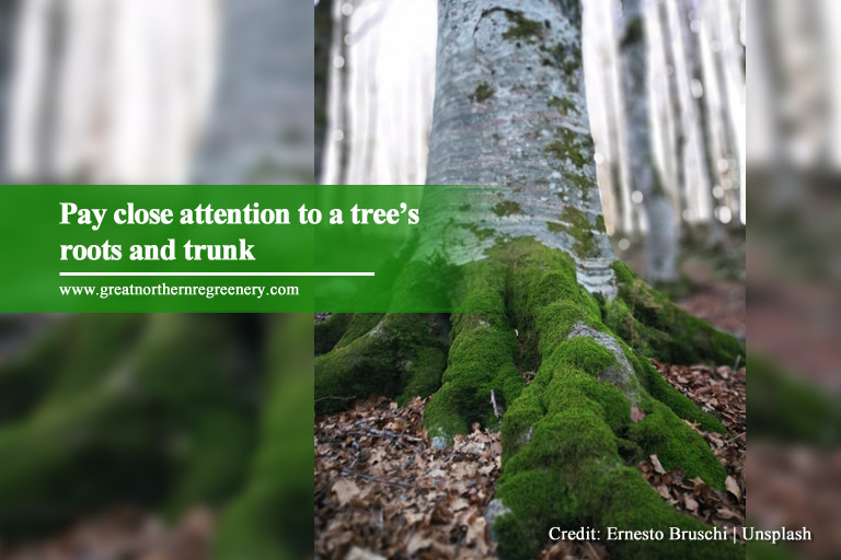 Pay close attention to a tree’s roots and trunk