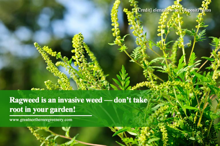 Ragweed is an invasive weed — don’t take root in your garden!