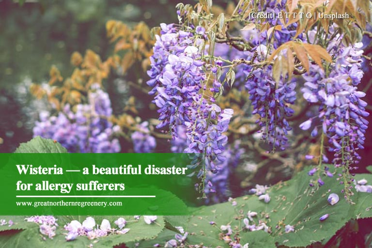 Wisteria — a beautiful disaster for allergy sufferers