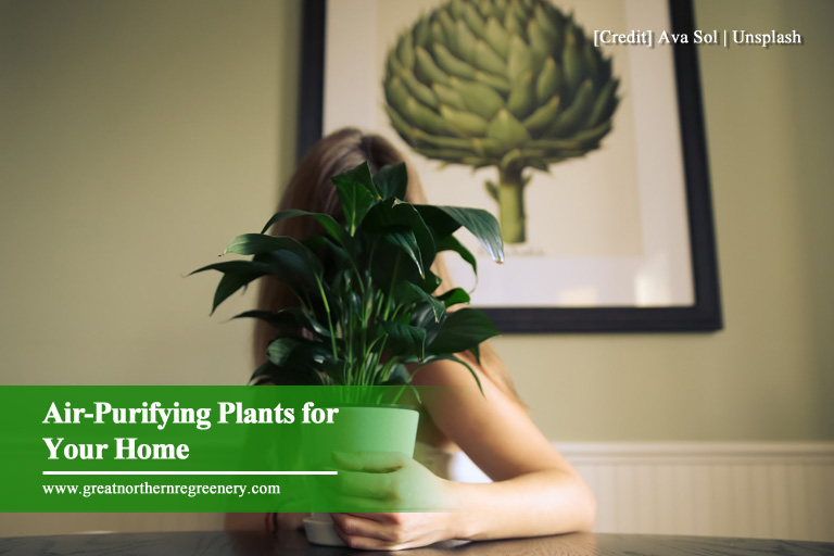 Air-Purifying Plants for Your Home