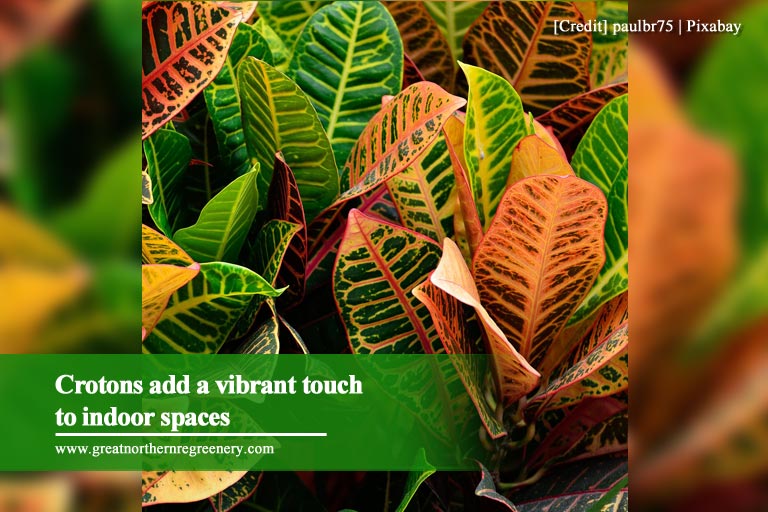 Crotons add a vibrant touch to indoor spaces