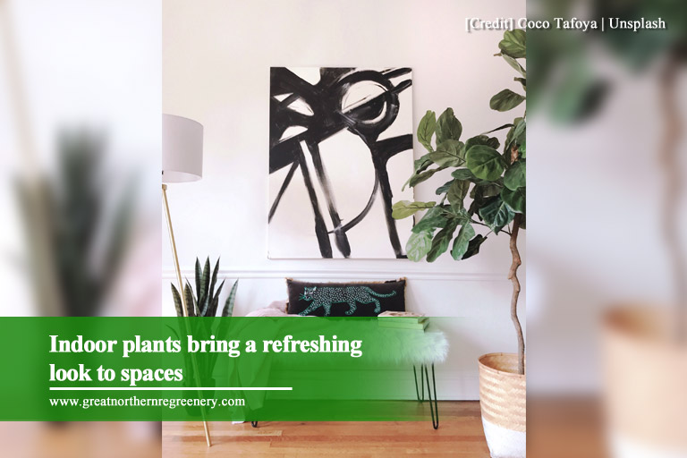 Indoor plants bring a refreshing look to spaces
