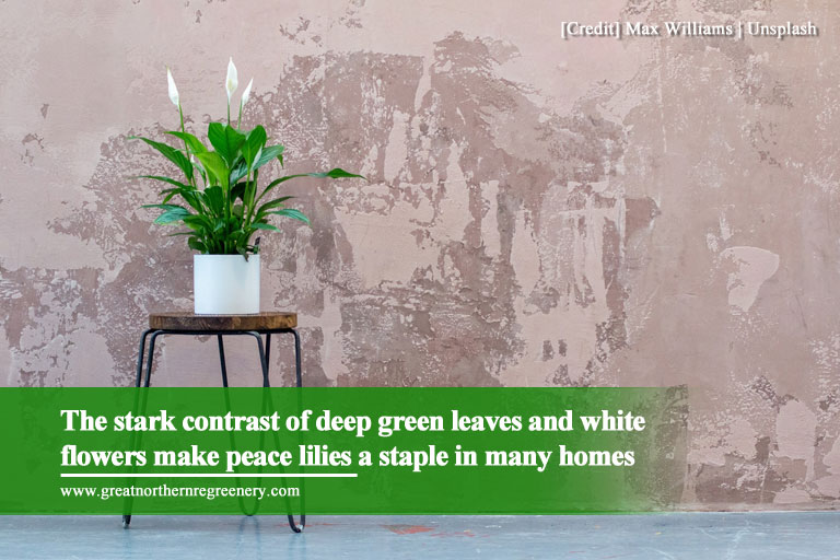 The stark contrast of deep green leaves and white flowers make peace lilies a staple in many homes