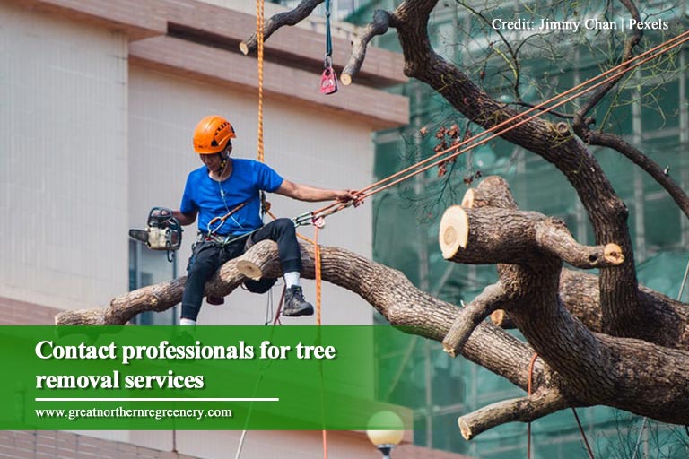 Contact professionals for tree removal services