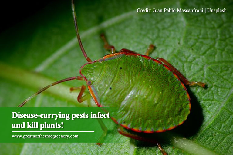 Disease-carrying pests infect and kill plants!