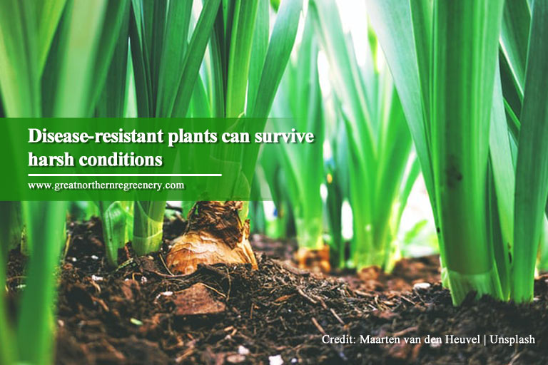 Disease-resistant plants can survive harsh conditions