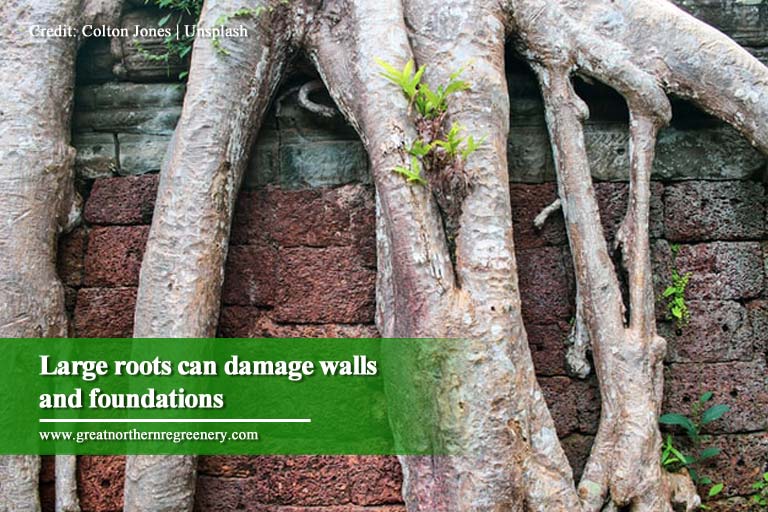 Large roots can damage walls and foundations