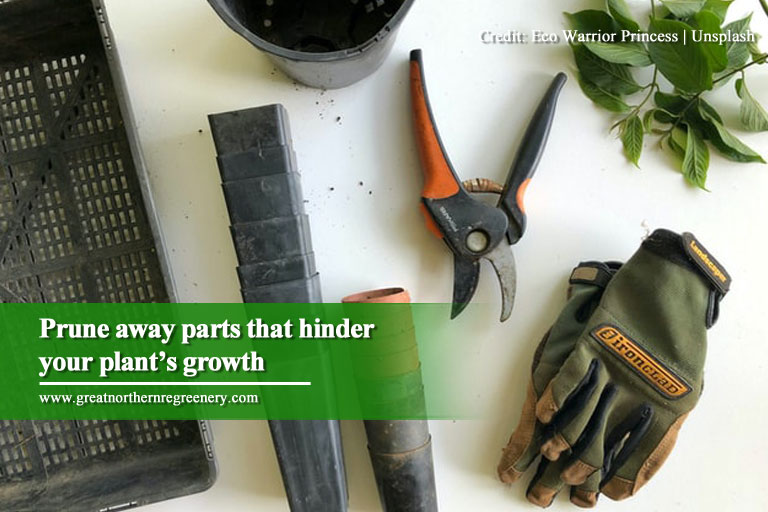 Prune away parts that hinder your plant’s growth