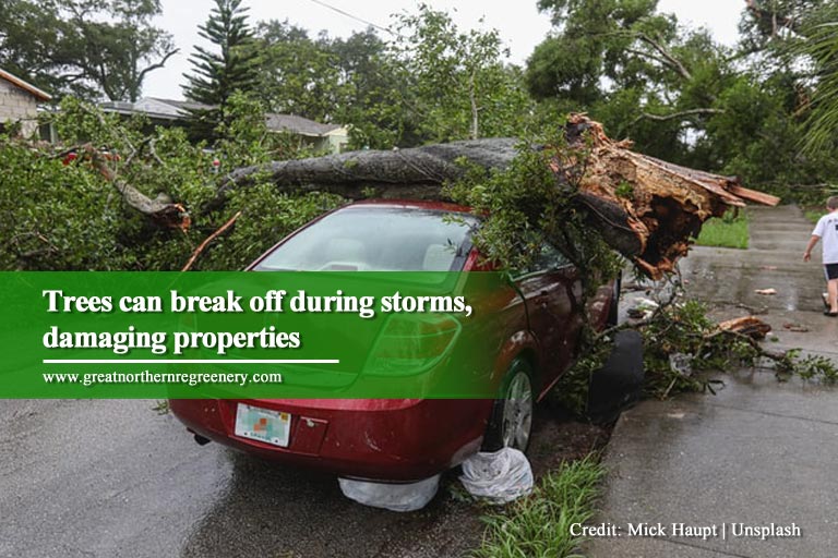 Trees can break off during storms, damaging properties