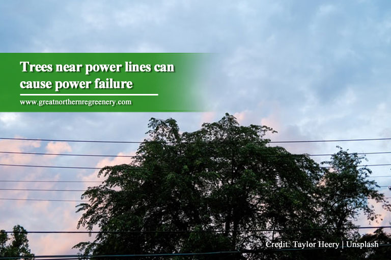 Trees near power lines can cause power failure