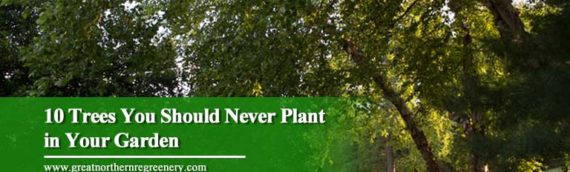 10 Trees You Should Never Plant in Your Garden