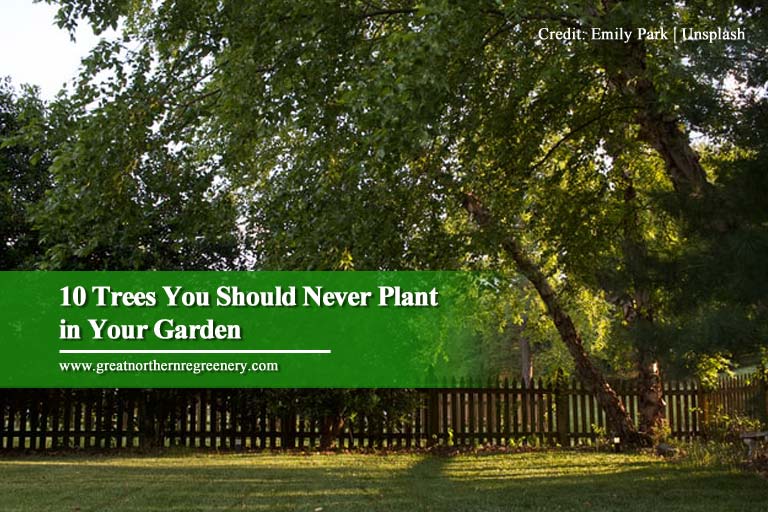 Never never plant