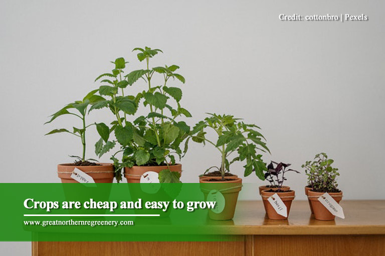 Crops are cheap and easy to grow